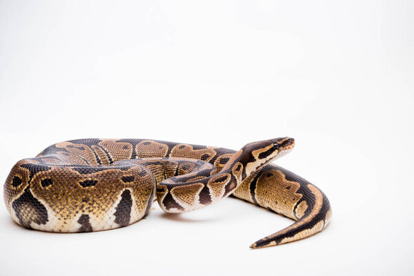 A Royal/Ball Python (Python Regius) isolated on a white background