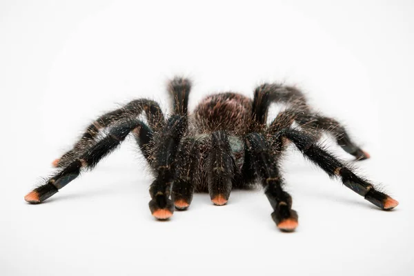 Różowy Toe Tarantula Izolowany Białym Tle — Zdjęcie stockowe