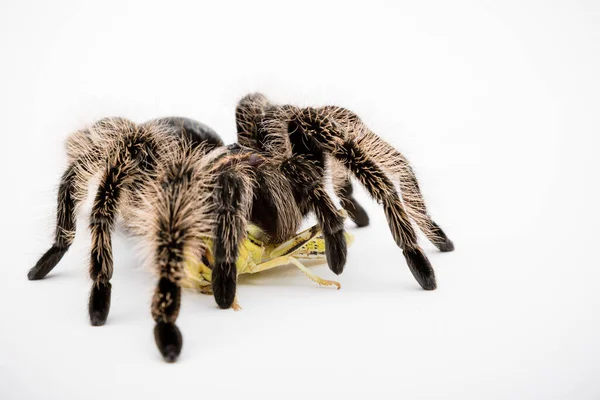 Honduraska Curly Hair Tarantula Odizolowana Białym Tle Żywiąca Się Szarańczą — Zdjęcie stockowe