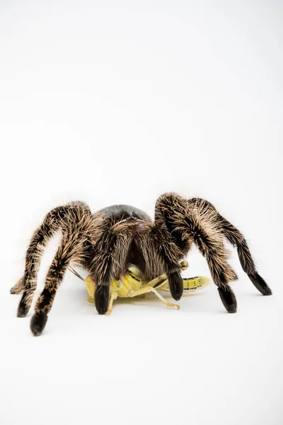 Honduransk Lockig Hår Tarantula Isolerad Vit Bakgrund Som Livnär Sig — Stockfoto