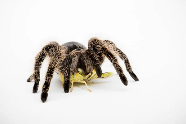 Eine Honduranische Lockenkopf Vogelspinne Isoliert Auf Weißem Hintergrund Die Sich — Stockfoto