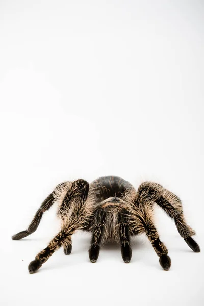 Honduraski Kręcone Włosy Tarantula Izolowane Białym Tle — Zdjęcie stockowe