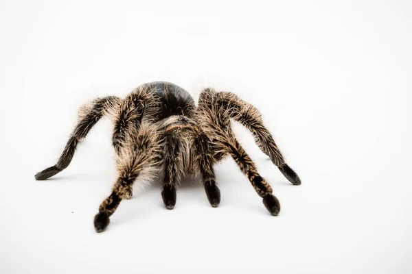 Tarántula Pelo Rizado Hondureño Aislada Sobre Fondo Blanco — Foto de Stock