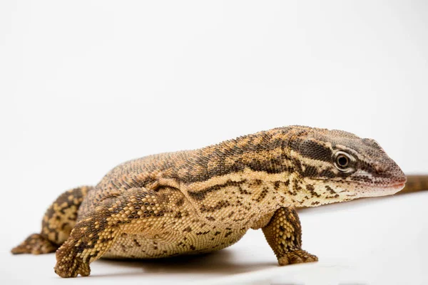 Ackie Spiny Tail Monitor Varanus Acanthurus Isolated White Background — Stock Photo, Image