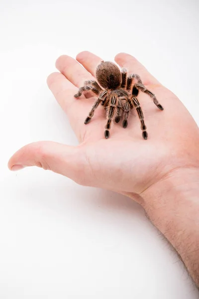 Uma Aranha Tarântula Rosa Chilli Está Sentada Uma Mão Isolada — Fotografia de Stock