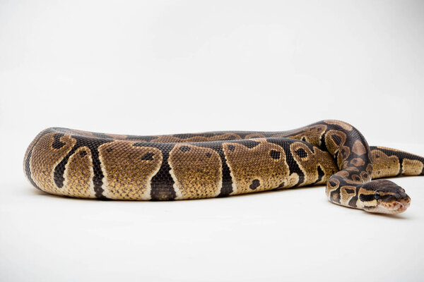 A Royal / Ball Python (Python Regius) isolated on a white background
