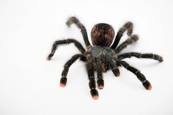 Różowy Toe Tarantula Izolowany Białym Tle — Zdjęcie stockowe