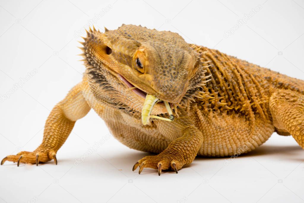 A Bearded Dragon (Pogona vitticeps) isolated on a white background eating a  locust