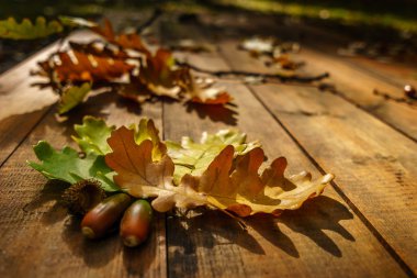 Sonbaharda meşe yaprakları