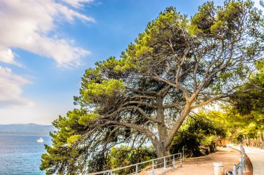 Golden Cape manzara Brac.