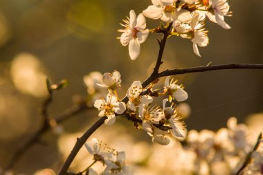 Rusya, Stavropol Bölgesi, 2020 baharında. 14 Nisan, çiçeklerin makro fotoğrafları, elmalar.