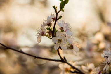Rusya, Stavropol Bölgesi, 2020 baharında. 14 Nisan, çiçeklerin makro fotoğrafları, elmalar.