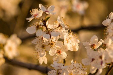 Rusya, Stavropol Bölgesi, 2020 baharında. 14 Nisan, çiçeklerin makro fotoğrafları, elmalar.
