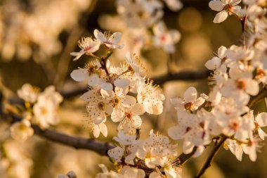 Rusya, Stavropol Bölgesi, 2020 baharında. 14 Nisan, çiçeklerin makro fotoğrafları, elmalar.