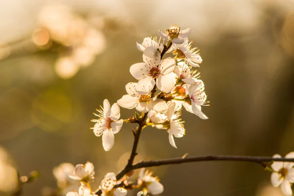 Russia, Stavropol Territory, spring 2020. April 14, macro photography of flowers, apples.