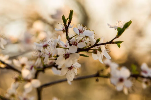 Russia, Stavropol Territory, spring 2020. April 14, macro photography of flowers, apples.