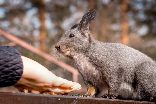 Scoiattolo mangiare noci . — Foto Stock