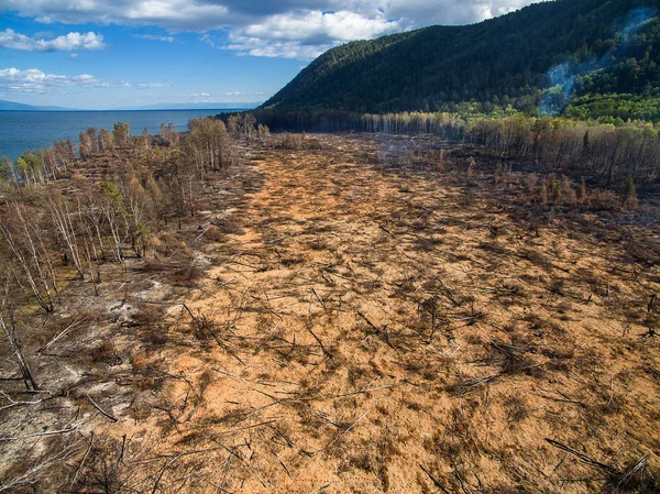 Uitzicht op een verbrande bos — Stockfoto