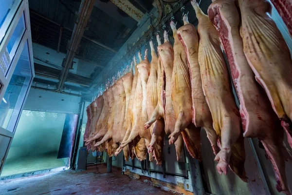 Bir fabrikada kıyılmış domuz — Stok fotoğraf