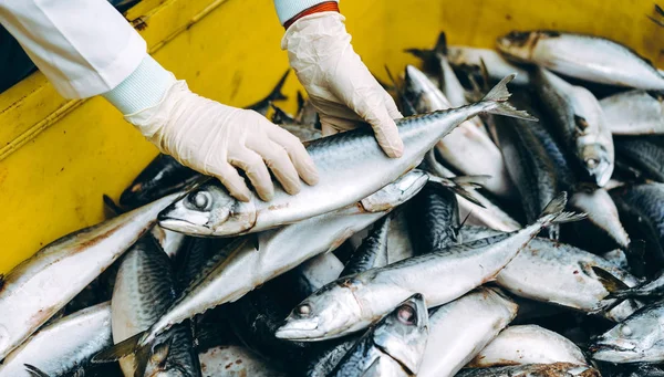 魚魚介類工場 — ストック写真