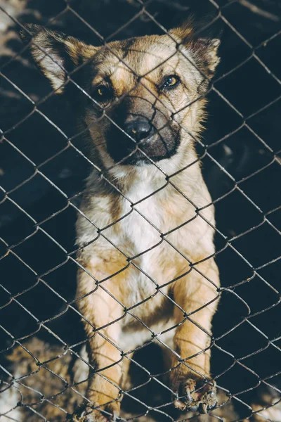 Homeless dog shelter — Stock Photo, Image