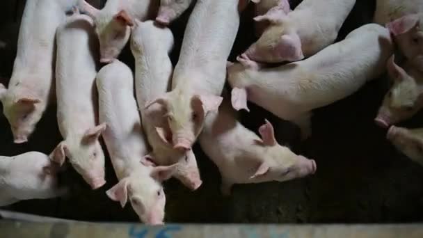 Suinocultura indústria animal agricultura gaiola — Vídeo de Stock