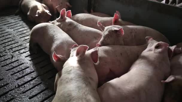 Pig farm industry animal agriculture livestock cage — Stockvideo