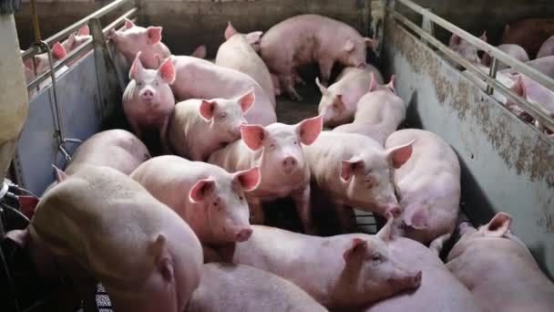 Pig farm industry animal agriculture livestock cage — Stock Video