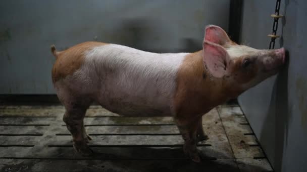 Industria ganadera porcina jaula ganadera — Vídeos de Stock
