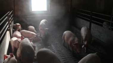 Domuz çiftliği endüstrisi hayvan çiftliği hayvan kafesi
