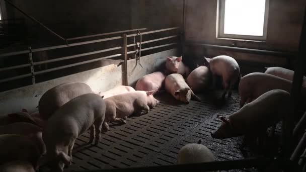 Schweinefleischindustrie Tierhaltung Viehhaltung Käfig — Stockvideo