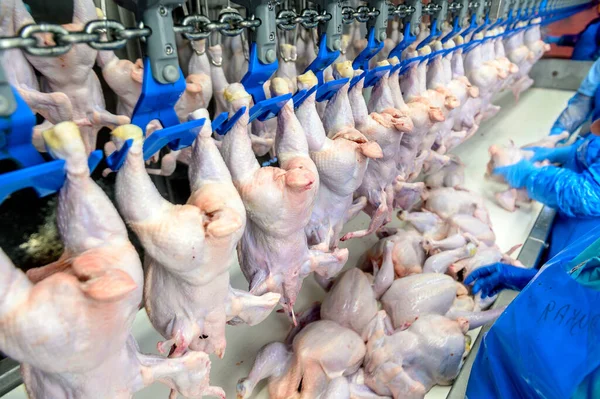 Linea di pollo uccello appendere l'industria avicola — Foto Stock