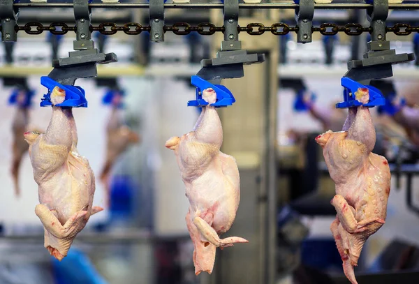 Linea di pollo uccello appendere l'industria avicola — Foto Stock