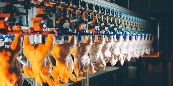Kuş tavuk fabrikası hattı kümes hayvanlarını asıyor. — Stok fotoğraf