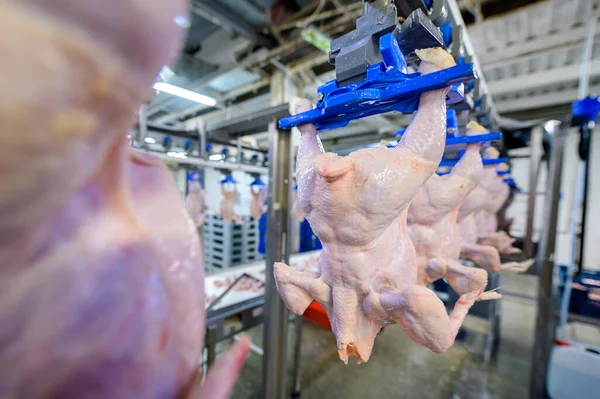Linea di pollo uccello appendere l'industria avicola — Foto Stock
