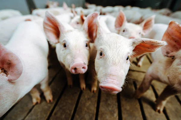 돼지 양식업 돼지 양식업 — 스톡 사진