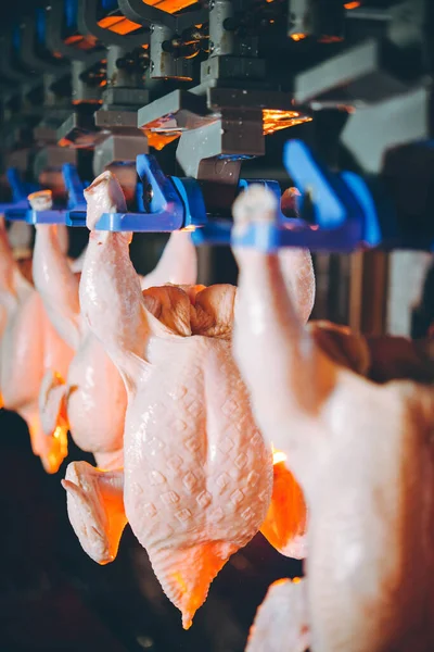 Fågelkyckling fabrikslinje hänga fjäderfä industrin — Stockfoto