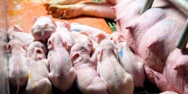 pig farm industry farming hog barn pork clipart