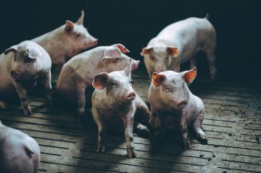 Domuz çiftliği endüstrisi domuz çiftliği domuz ahırı domuz eti