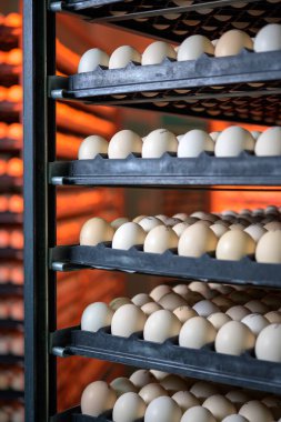 Yumurta fabrikası kümes hayvanları çiftliği kuluçka çiftliği