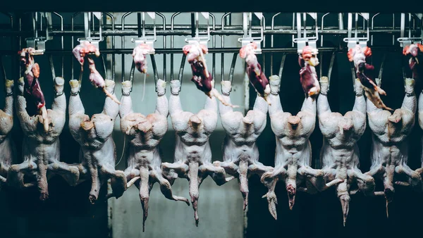Línea de fábrica de pollo ave colgar industria avícola — Foto de Stock