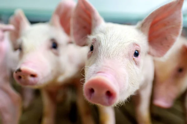 Suinicultura indústria suinícola porco de celeiro — Fotografia de Stock