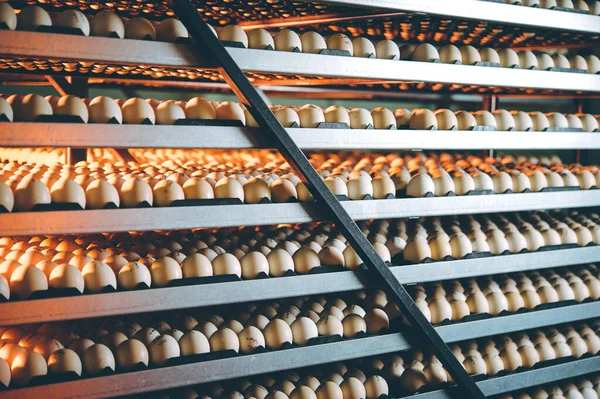 Planta de huevo fábrica avícola granja pila incubadora — Foto de Stock