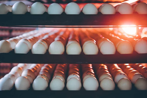 Яйцефабрика птицефабрика стек инкубатория — стоковое фото