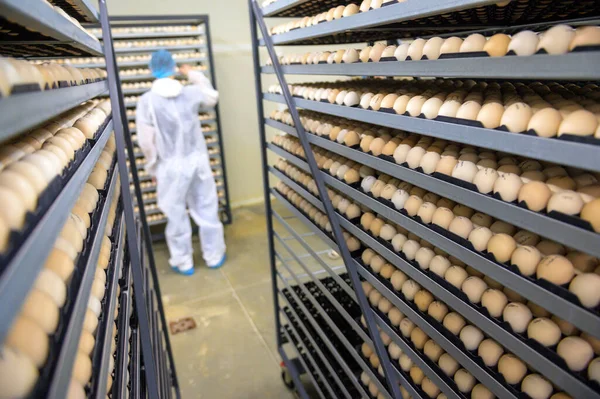 Uova fabbrica pollame fattoria pila incubatoio — Foto Stock