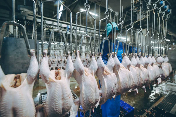 Línea de fábrica de pollo ave colgar industria avícola — Foto de Stock