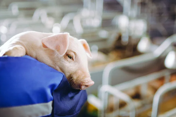 Varkenshouderij varkenshouderij varkenshouderij — Stockfoto