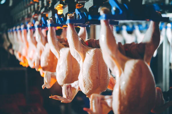 Bird chicken factory line hang poultry industry — Stock Photo, Image