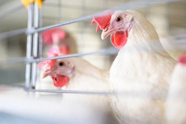 โรงงานไข่ การเกษตรไก่ไก่ฟาร์ม — ภาพถ่ายสต็อก