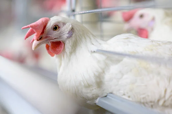 Fábrica de huevos agricultura avicultura granja de pollos — Foto de Stock